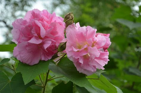 芙蓉怎麼養